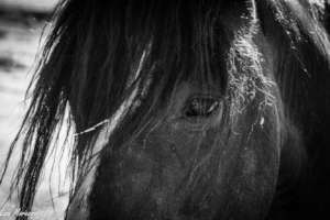 Feed 106 horses