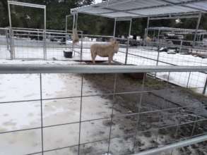 Ban in the winter snow