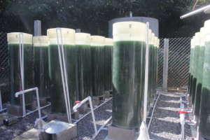 Photobioreactors with Spirulina Algae.