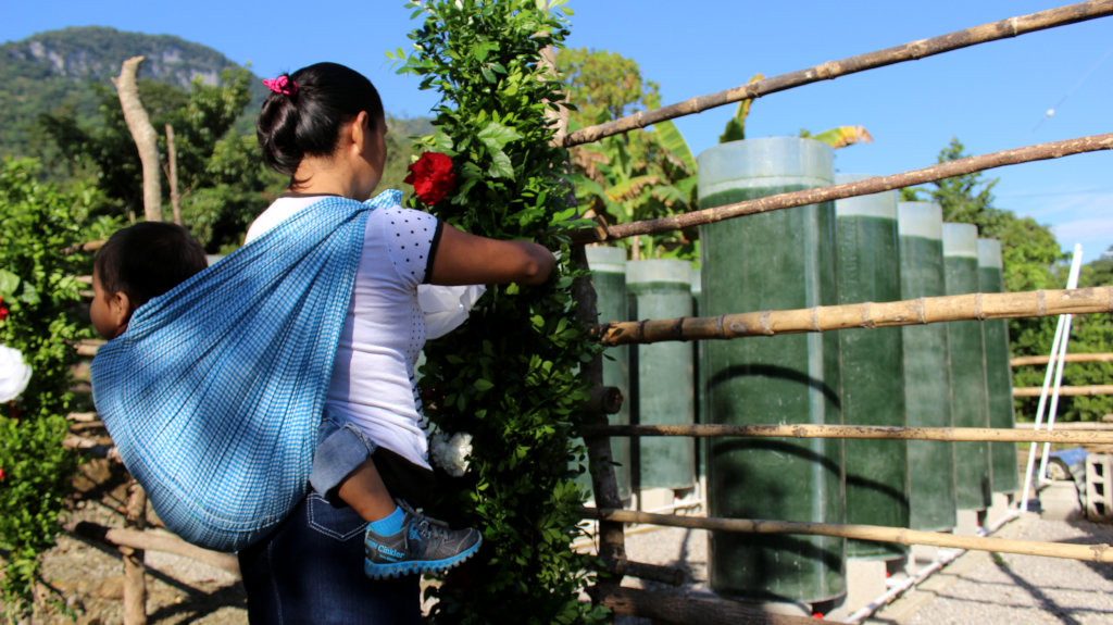 Spirulina farm for 50 malnourished tenek families