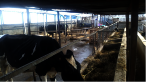 Dairy Project