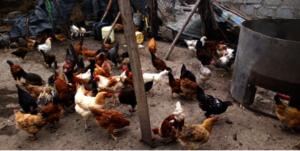 Poultry Project