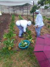 Cosmo City learners pick the spinach they planted