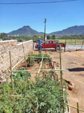 Koos' is getting bumper crops from adaptive garden