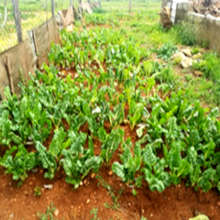 Petrus' garden is generating income