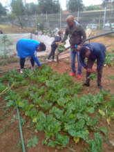 Teachers & students harvest spinach at Tirisano ES