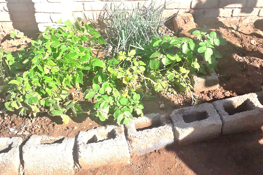 Food Gardens for Hungry South African Families