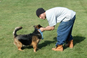 Training Diveto a corgi-mix