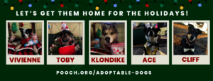 Home for the Holidays Pups