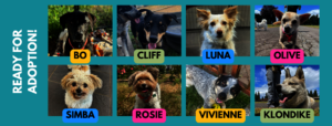 ADOPTABLE DOGS