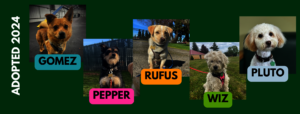 2024 ADOPTED DOGS