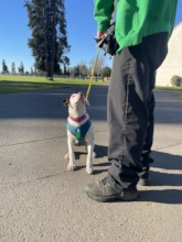 Viola learning how to sit
