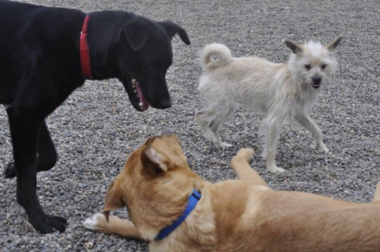 Buckley playing with his friends at Project POOCH