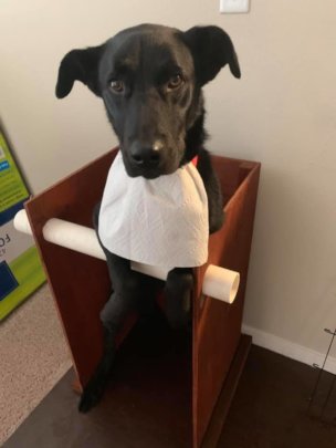 Buckley in his custom-made Bailey chair and bib