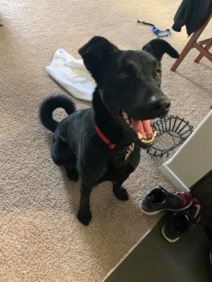 Buckley and his big smile - in his forever home