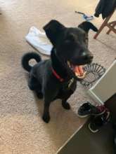 Buckley and his big smile - in his forever home