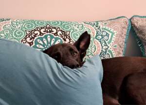 Milo on Bed