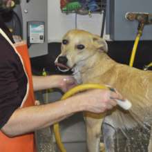 Youth caring for Rose at Project POOCH