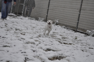 Blanca Enjoying a Snow Day