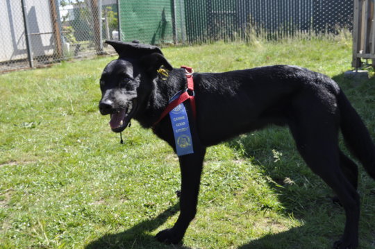Buckley after passing his Canine Good Citizen Test