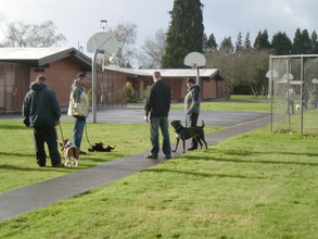 Dog Walk