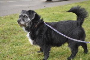 Chrissy at Project POOCH