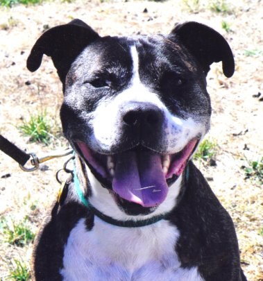 Dodger, happy to have found his forever home!