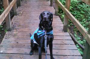 Superhero Fenway on one of many hikes with his mom
