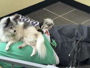 Izzy & Beau enjoying snuggle time