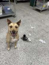 Goldie proudly posing with the remnants of a toy