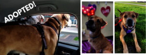 Rocco