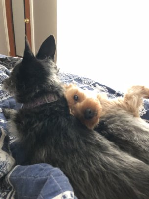 Spike snuggling with Bowser