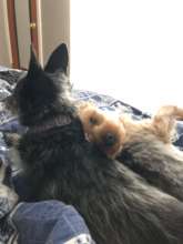 Spike snuggling with Bowser