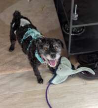 Bubbles on his Adoption Day!