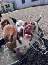 Viola & Georgia enjoying some pool time!