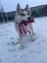 Klondike in the Snow