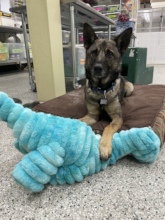 Malik enjoying his stuffed dinosaur