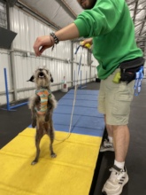 Training with Beau