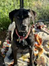 Bo. A 12-year-old lab who came back to POOCH.