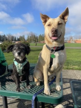 Sydney and Bubbles hanging out together