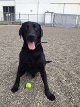 Jet, having a ball at Project POOCH!