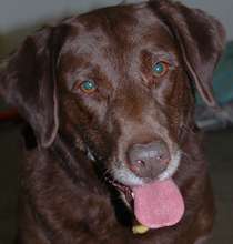 Lady, happy she's found her forever home!
