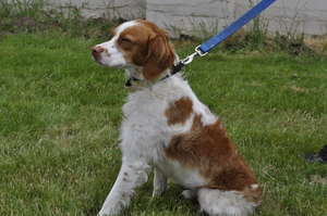 Brodie - Deaf Britney Spaniel