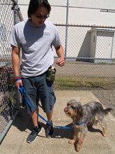 Pooch youth working with dog