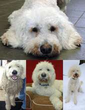 Robi's transformation