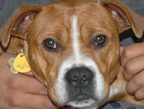 Ruby's becomes a Canine Good Citizen