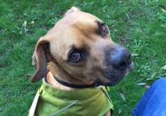POOCH Alum, Rusty on a Family Outing