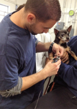 Salvador grooming Chihuahua