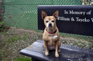 Stella (Adopted April 2022)