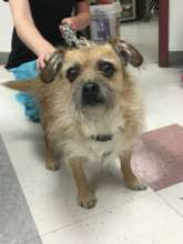 Toby the Terrier